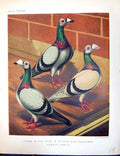 Antique Print Birds Fulton Wright C1880 Pigeon Young Blue Silver Dun Dragoo
