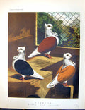 Old Birds Fulton Wright C1880 Pigeon Turbits Black Red Yellow Ludlow Victorian