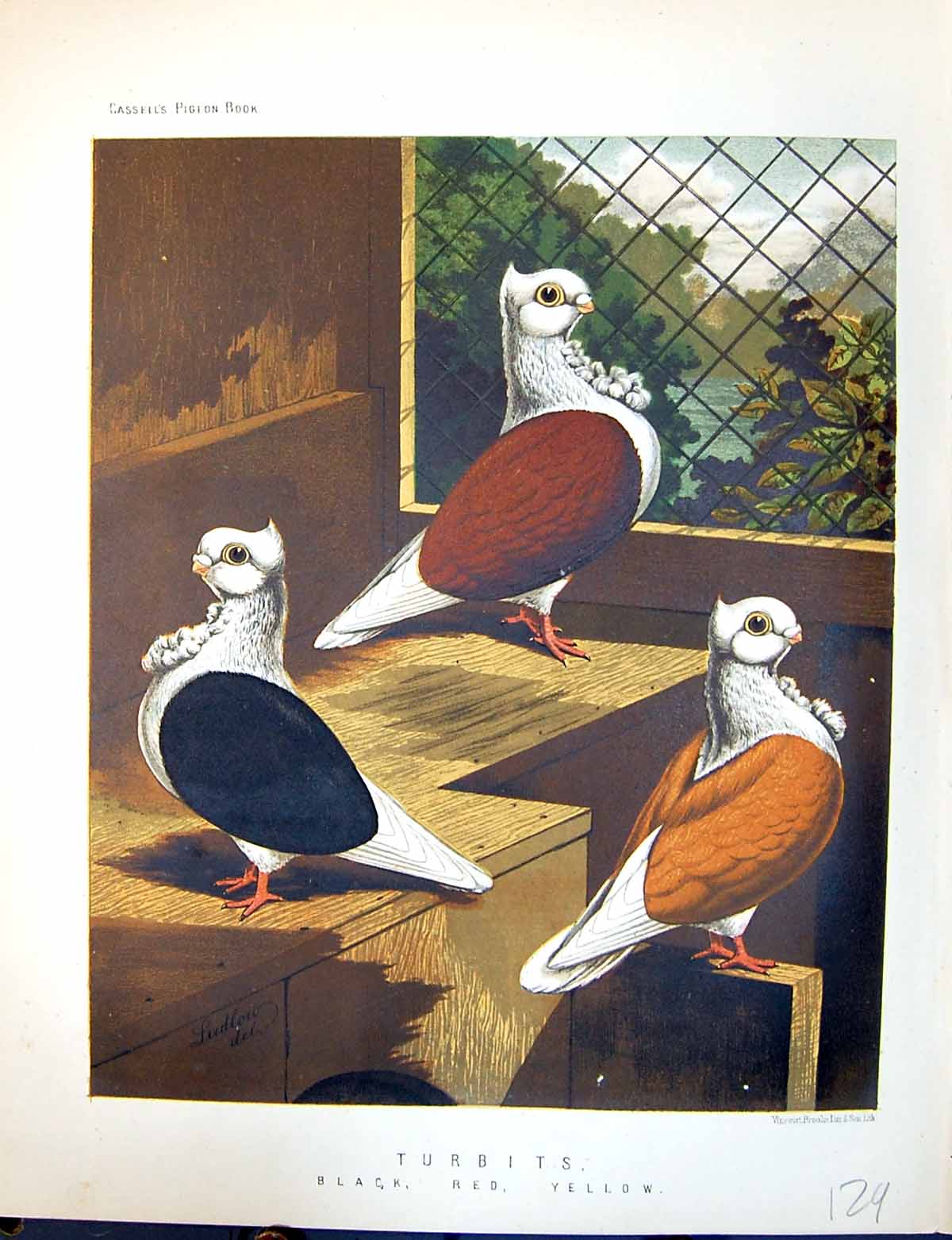 Old Birds Fulton Wright C1880 Pigeon Turbits Black Red Yellow Ludlow Victorian