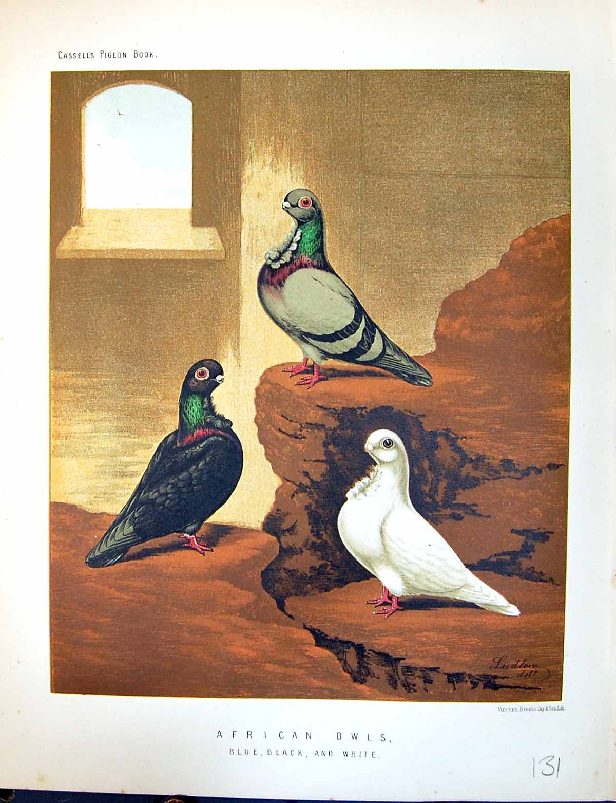 Old Print Birds Fulton Wright C1880 Pigeon African Owls Blue Black White 19th