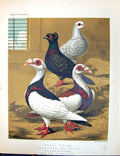 Old Print Birds Fulton Wright C1880 Pigeon Frill-Blacks Scandaroons Pied 19th