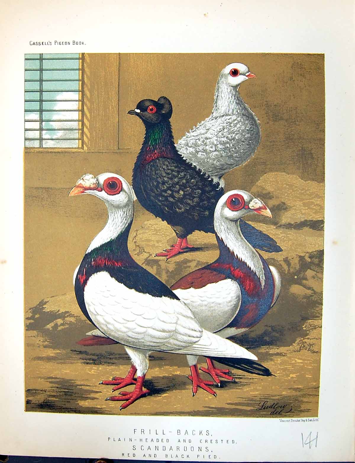 Old Print Birds Fulton Wright C1880 Pigeon Frill-Blacks Scandaroons Pied 19th