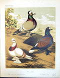 Old Birds Fulton Wright C1880 Pigeon Priest Swiss Crescent Fire-Back Victorian