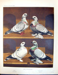 Old Print Birds Fulton Wright C1880 Ice Pigeon Ural Silver Siberian Blue 19th