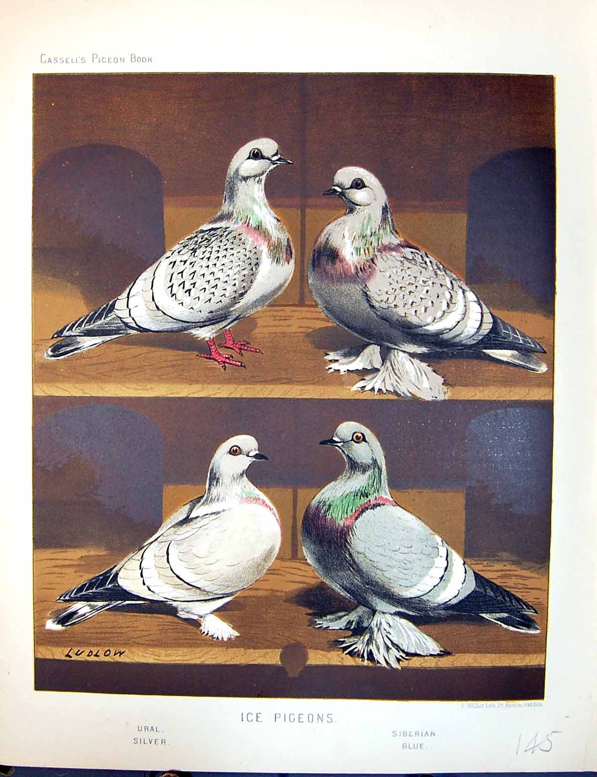 Old Print Birds Fulton Wright C1880 Ice Pigeon Ural Silver Siberian Blue 19th