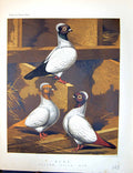 Antique Print Birds Fulton Wright C1880 Pigeon Nuns Yellow Black Red Ludlow