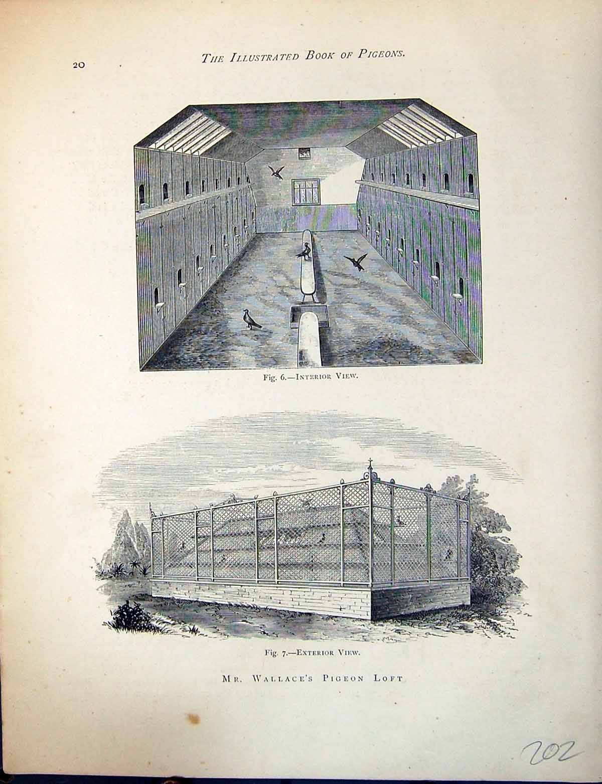 Old Print Birds Fulton Wright C1880 Wallace Pigeon Loft Interior Exterior 19th