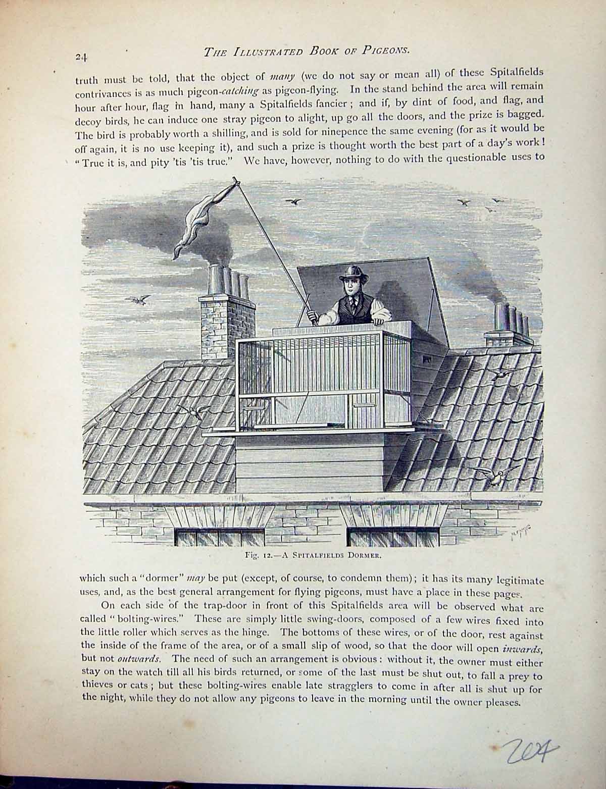 Antique Old Print Birds Fulton Wright C1880 Pigeon Spitalfields Dormer Loft