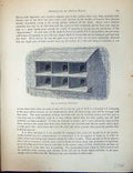 Old Antique Print Birds Fulton Wright C1880 Pigeon Improved Dovecote Loft 19th