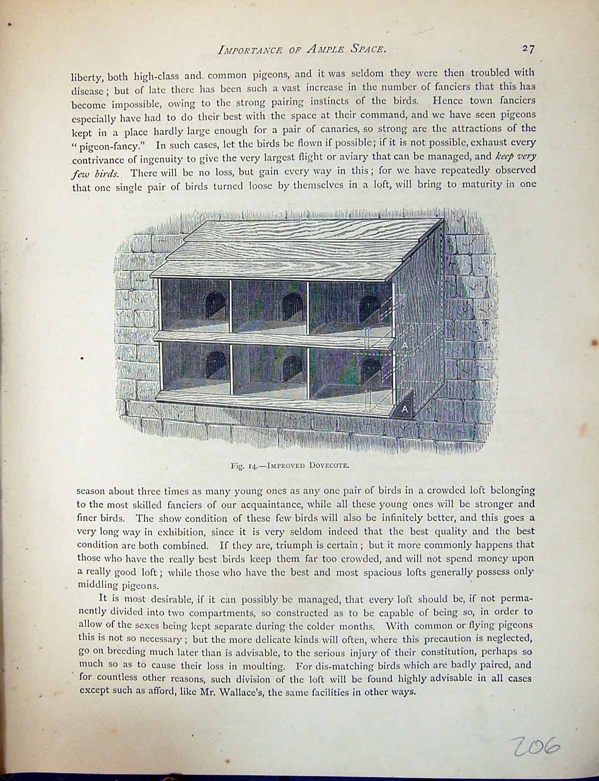 Old Antique Print Birds Fulton Wright C1880 Pigeon Improved Dovecote Loft 19th