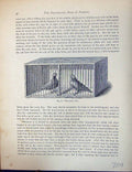Original Old Antique Print Birds Fulton Wright C1880 Pigeon Matching Pen Loft