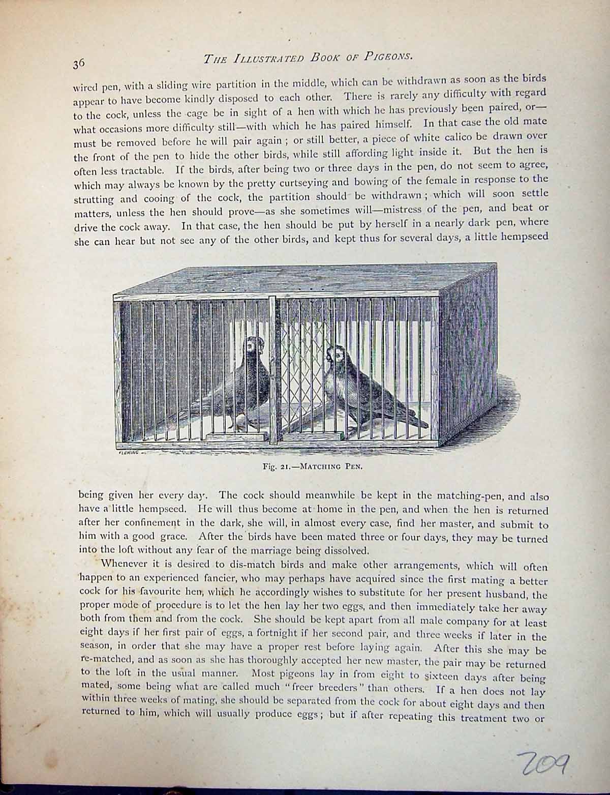 Original Old Antique Print Birds Fulton Wright C1880 Pigeon Matching Pen Loft