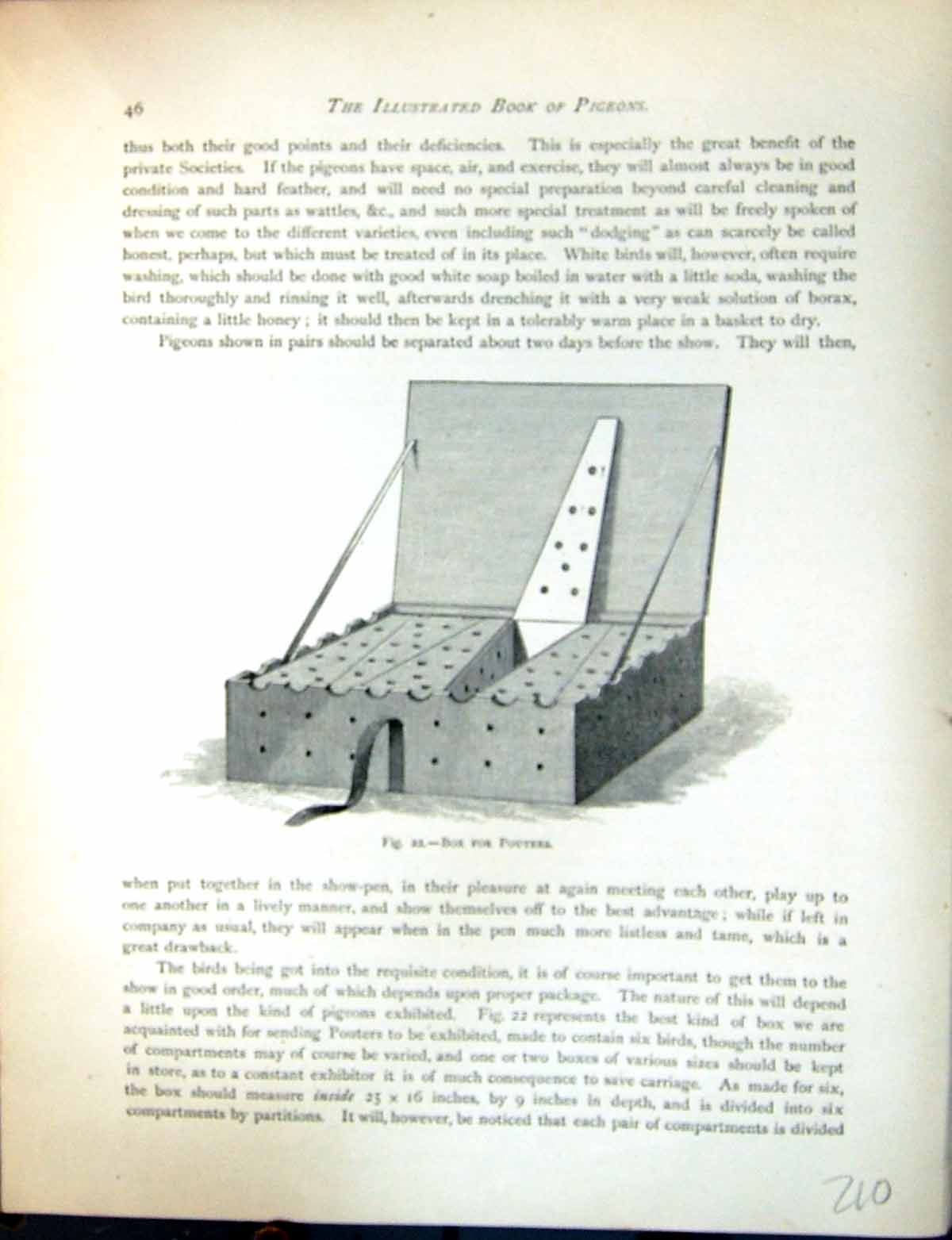 Original Old Antique Print Birds Fulton Wright C1880 Pigeon Box Pouters 19th