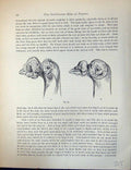 Original Old Antique Print Birds Fulton Wright C1880 Pigeon Diagram Head Wattle
