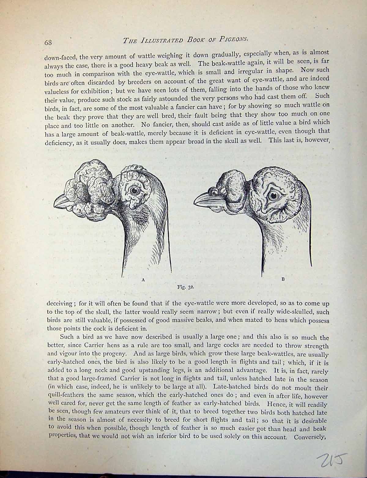 Original Old Antique Print Birds Fulton Wright C1880 Pigeon Diagram Head Wattle