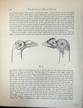 Antique Old Print Birds Fulton Wright C1880 Pigeon Head Heavily-Wattled Eyes
