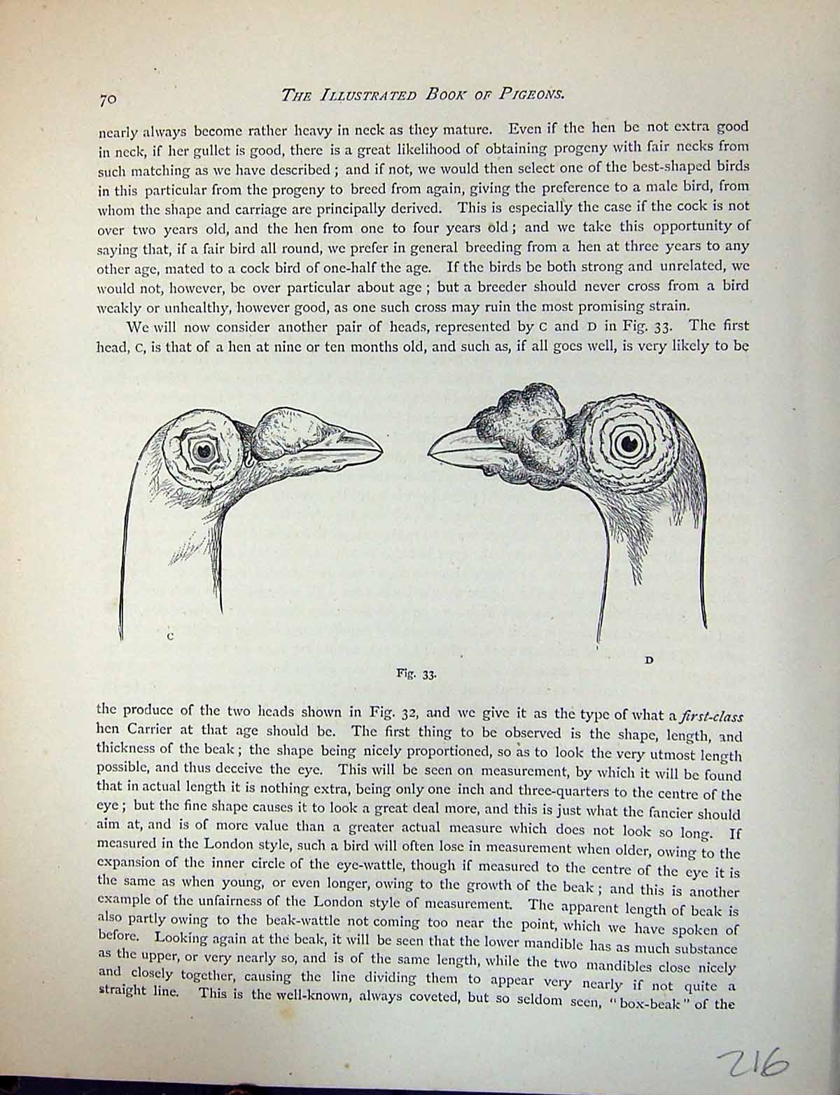 Antique Old Print Birds Fulton Wright C1880 Pigeon Head Heavily-Wattled Eyes