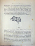 Antique Print Birds Fulton Wright C1880 Pigeon Carrier Head Fully Developed