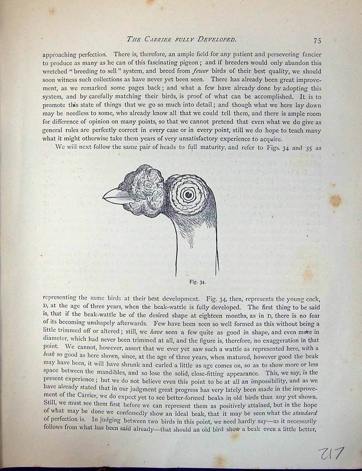 Antique Print Birds Fulton Wright C1880 Pigeon Carrier Head Fully Developed