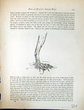 Original Old Antique Print Birds Fulton Wright C1880 Pigeon Legs Pouters 19th