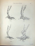 Old Antique Print Birds Fulton Wright C1880 Pigeon Various Legs Pouters 19th