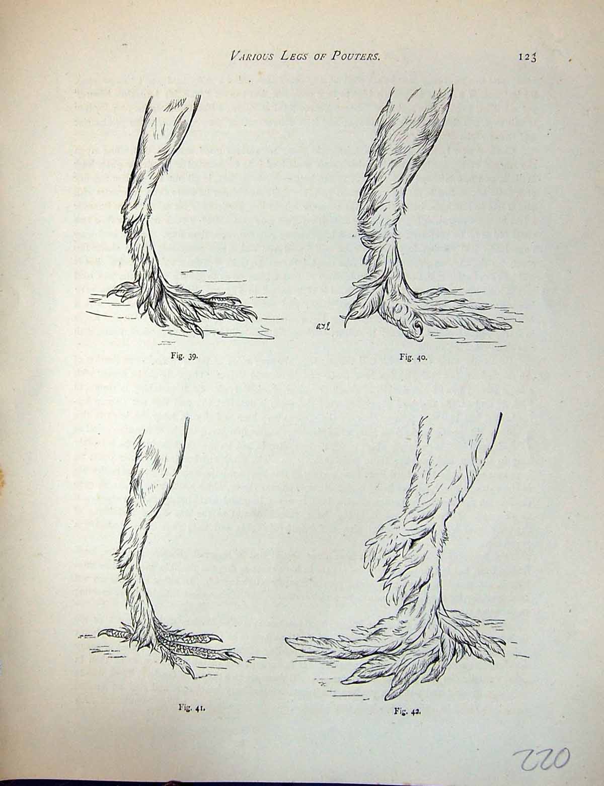 Old Antique Print Birds Fulton Wright C1880 Pigeon Various Legs Pouters 19th