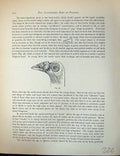 Original Old Antique Print Birds Fulton Wright C1880 Pigeon Beak Head Dragoon