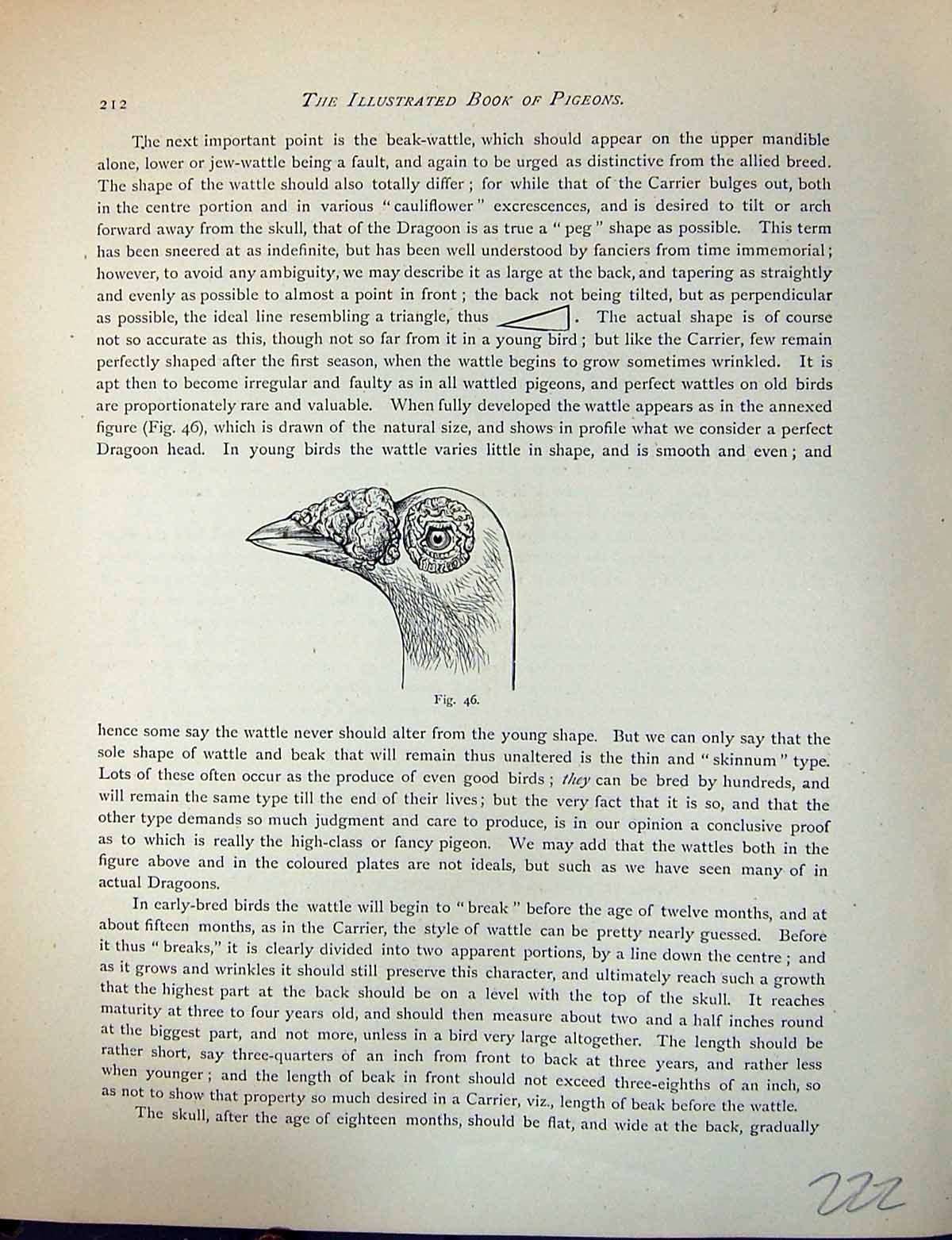 Original Old Antique Print Birds Fulton Wright C1880 Pigeon Beak Head Dragoon