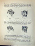 Antique Old Print Birds Fulton Wright C1880 Pigeon Dun Young Black Cock Heads