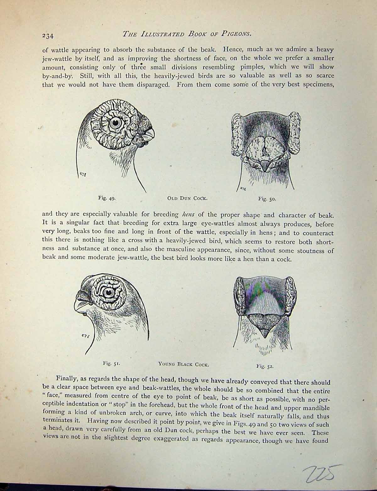 Antique Old Print Birds Fulton Wright C1880 Pigeon Dun Young Black Cock Heads