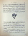 Original Old Antique Print Birds Fulton Wright C1880 Pigeon Head Beak-Wattle