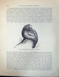 Antique Print Birds Fulton Wright C1880 Pigeon Perfect Head Hood Mane Chain