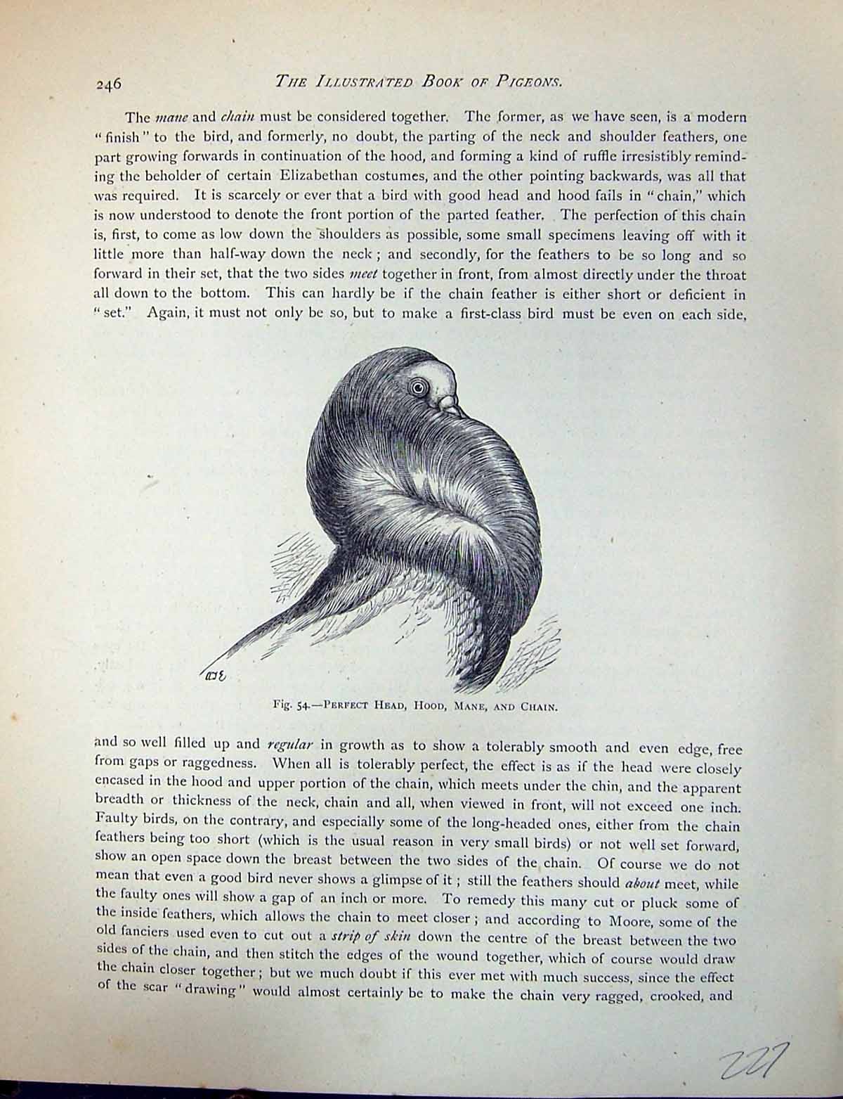 Antique Print Birds Fulton Wright C1880 Pigeon Perfect Head Hood Mane Chain