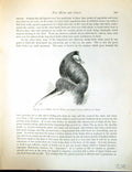 Old Birds Fulton Wright C1880 Pigeon Long Head Faulty Hood Short Chai Victorian