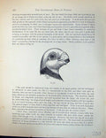 Original Old Antique Print Birds Fulton Wright C1880 Pigeon Head Antwerp 19th
