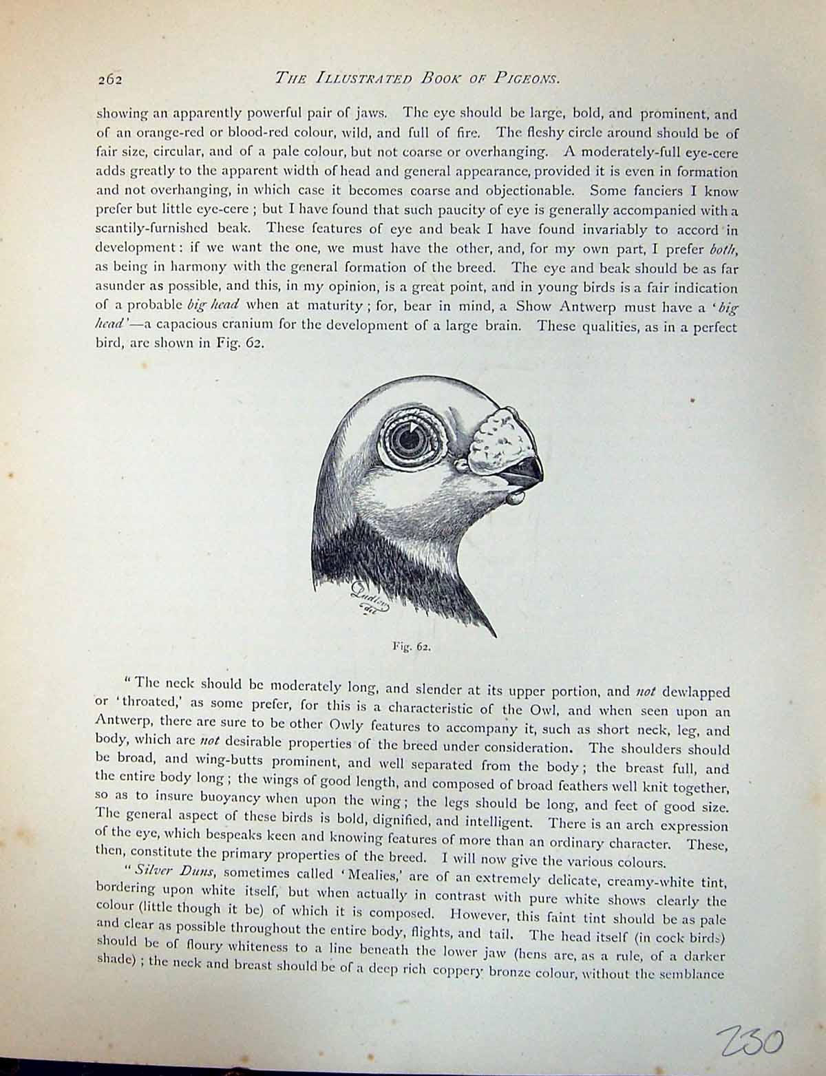 Original Old Antique Print Birds Fulton Wright C1880 Pigeon Head Antwerp 19th