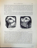 Old Birds Fulton Wright C1880 Pigeon Perfect Turbit Faulty Head Long Victorian