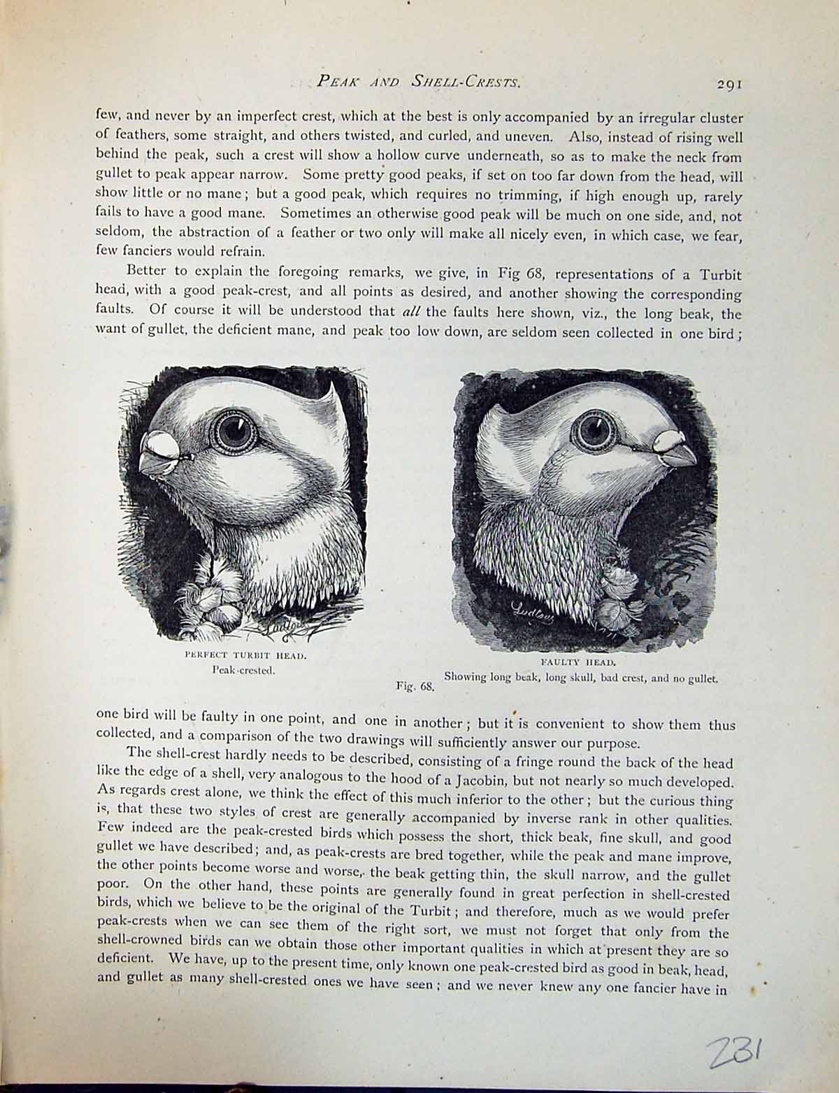 Old Birds Fulton Wright C1880 Pigeon Perfect Turbit Faulty Head Long Victorian