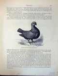Original Old Antique Print Birds Fulton Wright C1880 Pigeon Leghorn Runt Eaton
