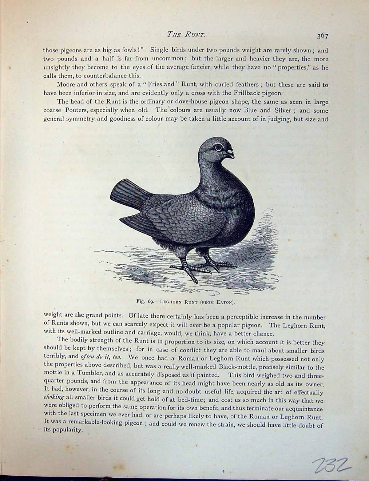 Original Old Antique Print Birds Fulton Wright C1880 Pigeon Leghorn Runt Eaton