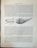 Old Antique Print Birds Fulton Wright C1880 Metropolitan Diseases Pigeon 19th