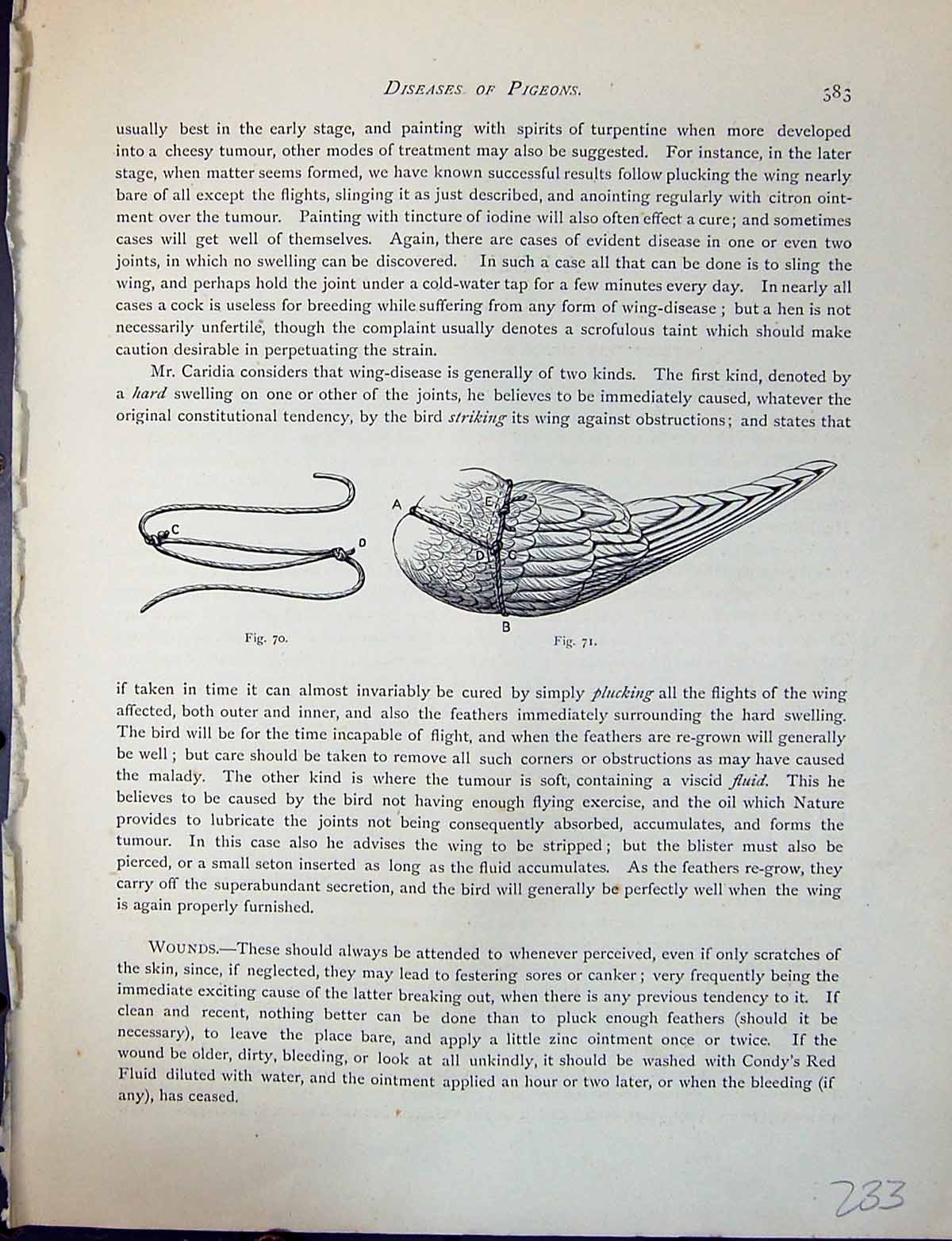 Old Antique Print Birds Fulton Wright C1880 Metropolitan Diseases Pigeon 19th