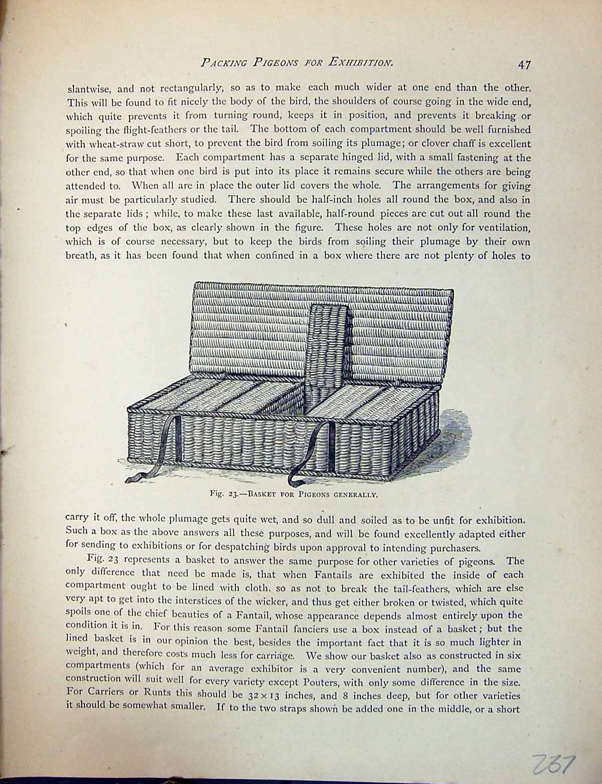 Old Antique Print Birds Fulton Wright C1880 Pigeon Basket Carrying Box 19th