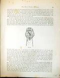Old Antique Print Birds Fulton Wright C1880 Pigeon Head Eye-Wattle Beak 19th