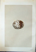 Old Rev. Morris C1875 Natural History British Bird Eggs Spotted Eagle Victorian