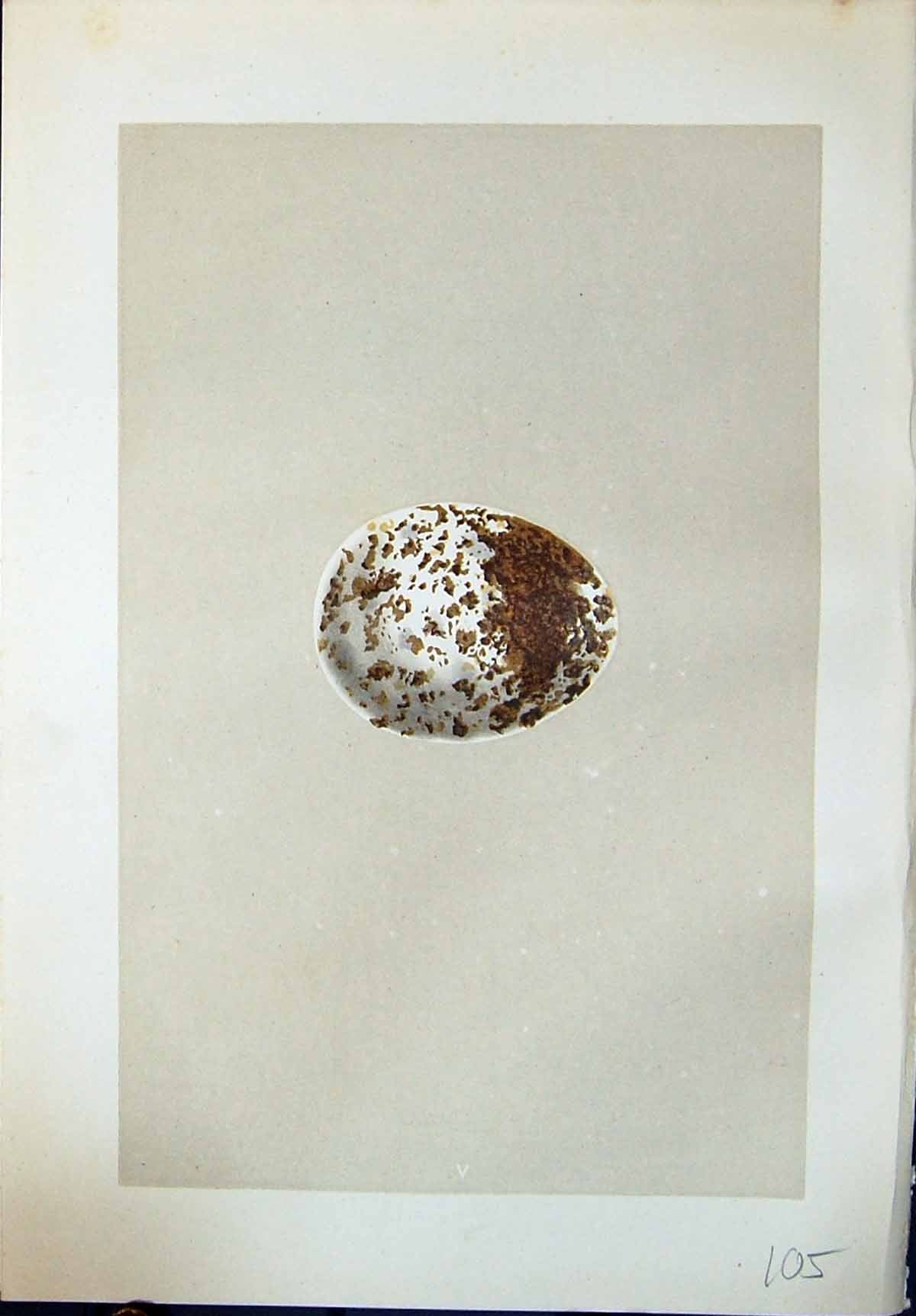 Old Rev. Morris C1875 Natural History British Bird Eggs Spotted Eagle Victorian