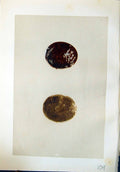 Old Rev. Morris C1875 Natural History British Honey Buzzard Bird Eggs Victorian