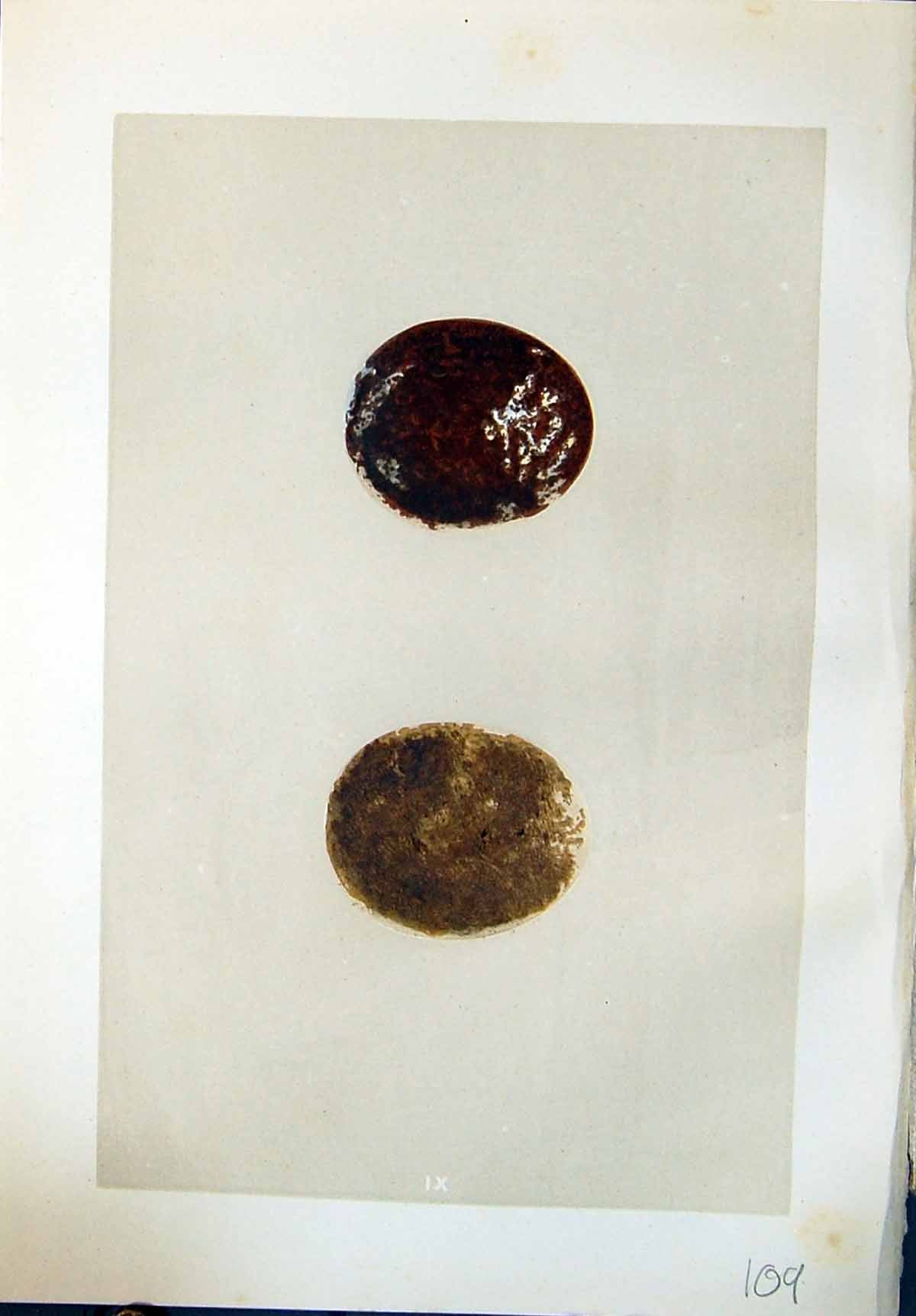 Old Rev. Morris C1875 Natural History British Honey Buzzard Bird Eggs Victorian