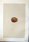 Antique Old Print Rev. Morris C1875 Natural History British Bird Eggs Hobby