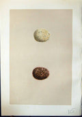 Old Morris C1875 Natural History British Bird Eggs Orange-Legged Hobb Victorian